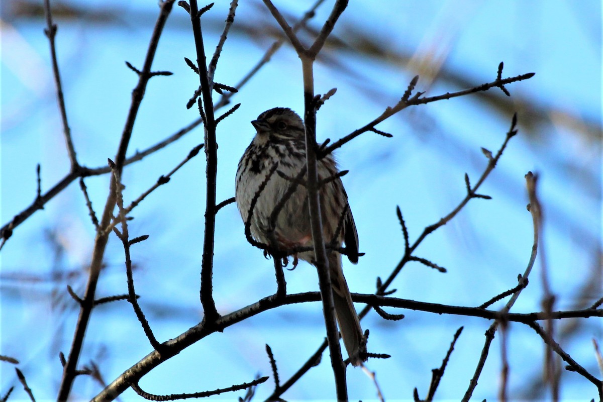 Song Sparrow - ML95632251