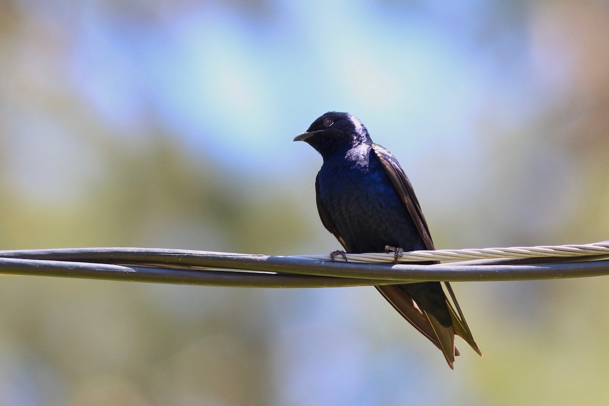 Purple Martin - ML95634771