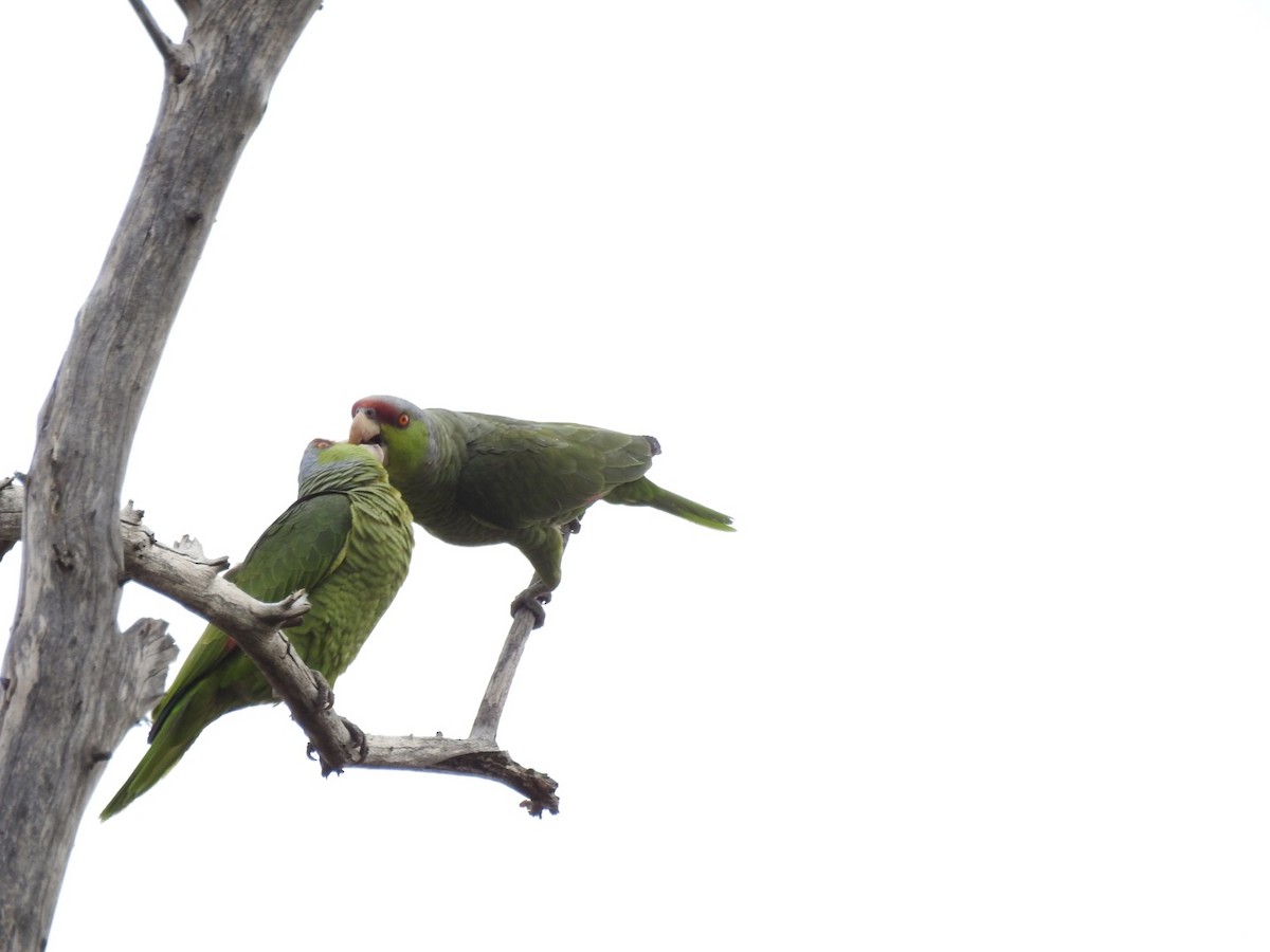 Lilac-crowned Parrot - Devon DeRaad