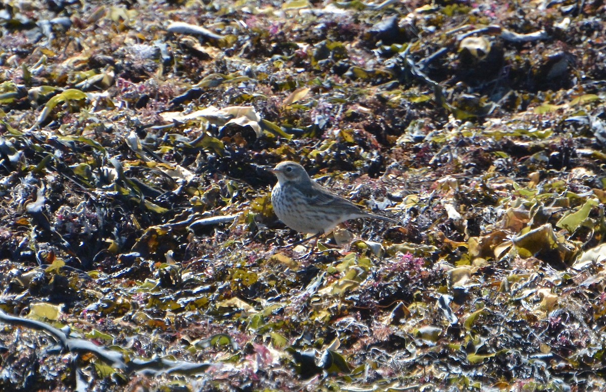 American Pipit - ML95636451