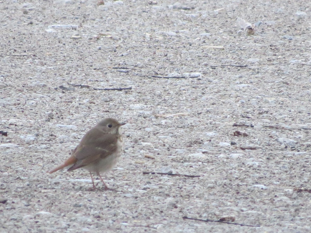 Hermit Thrush - ML95637361