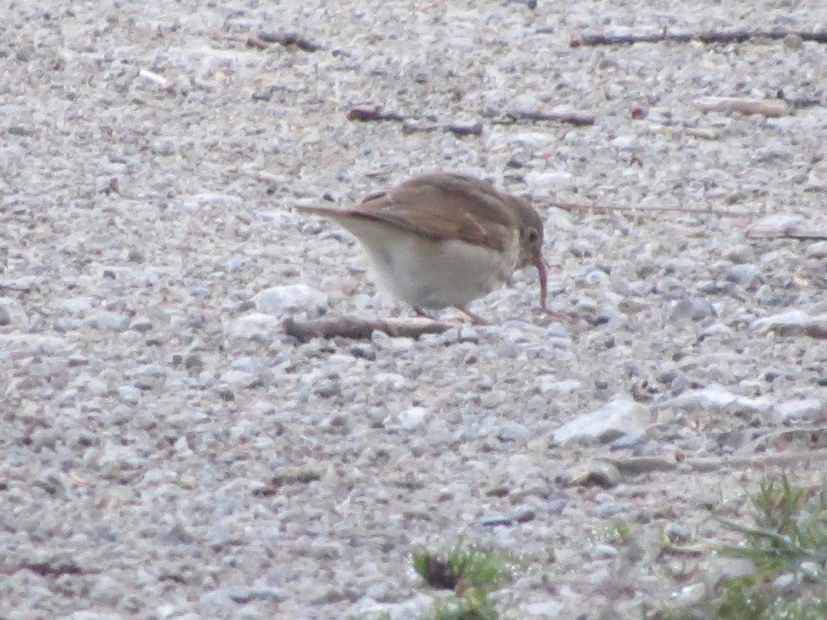 Hermit Thrush - ML95637371