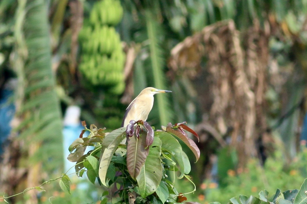 Indian Pond-Heron - ML95637641