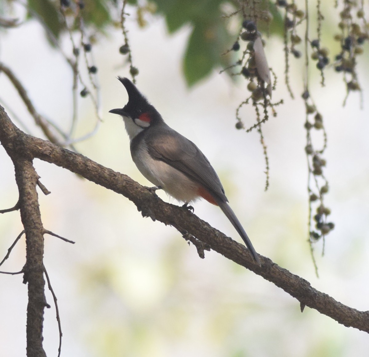 bulbul červenouchý - ML95638621