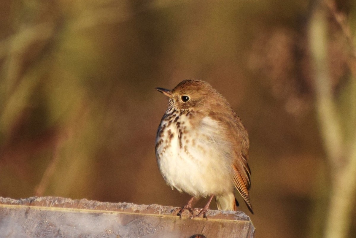 Hermit Thrush - ML95639381