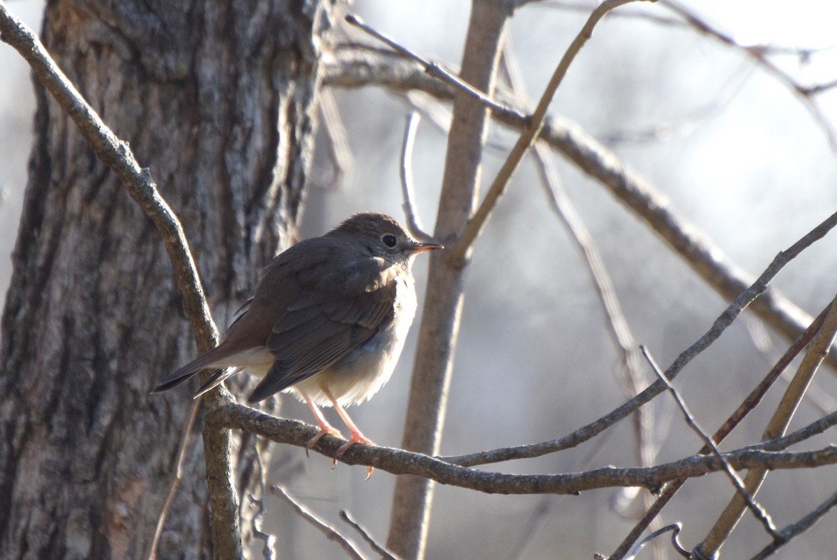 Hermit Thrush - ML95639391