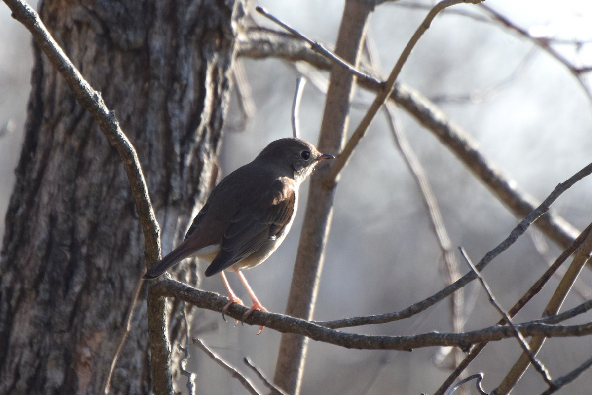 Hermit Thrush - ML95639401