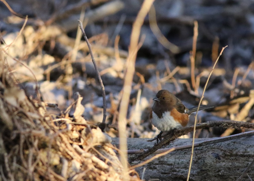 Eastern Towhee - ML95639711