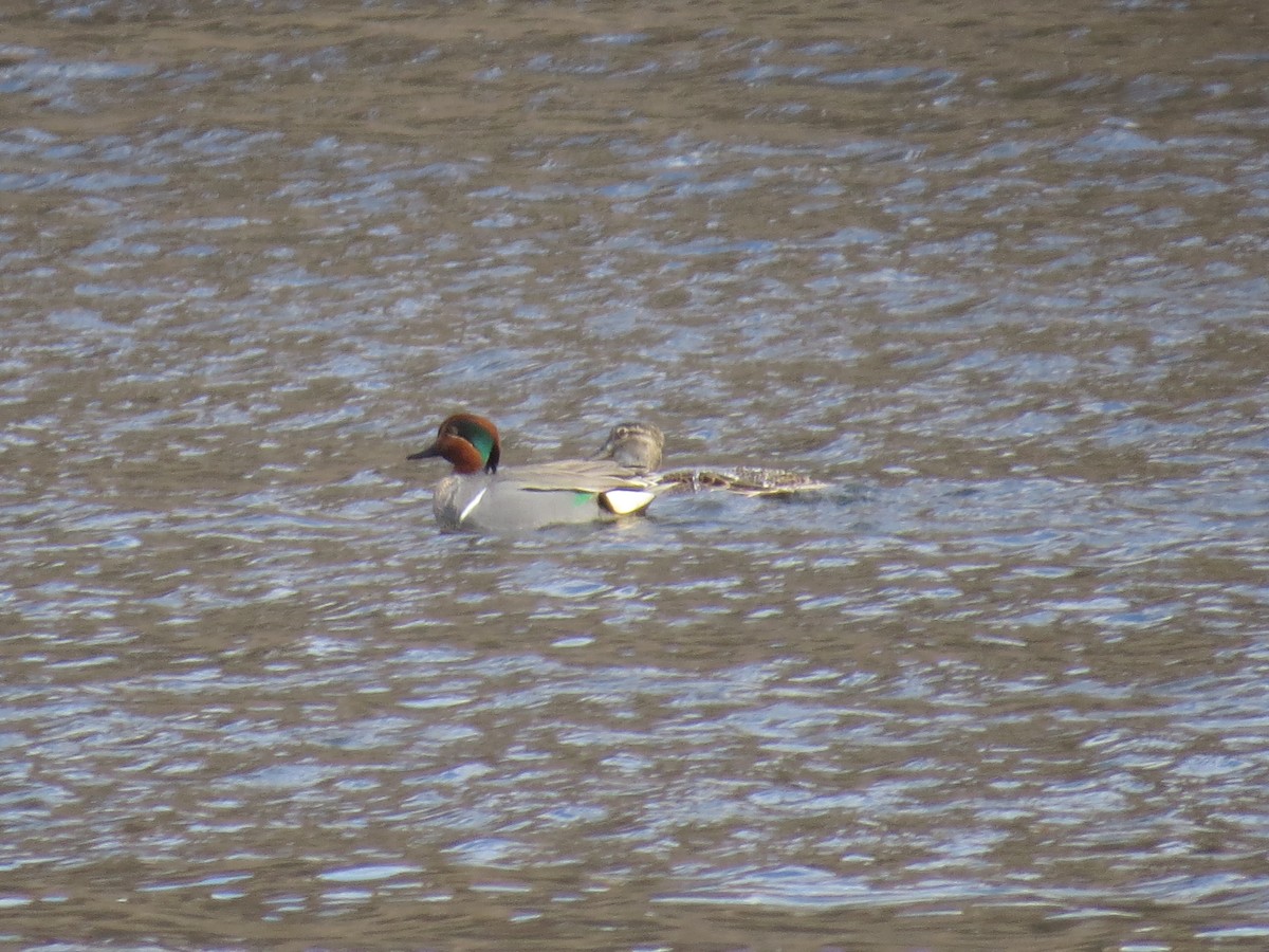 Green-winged Teal - ML95641211
