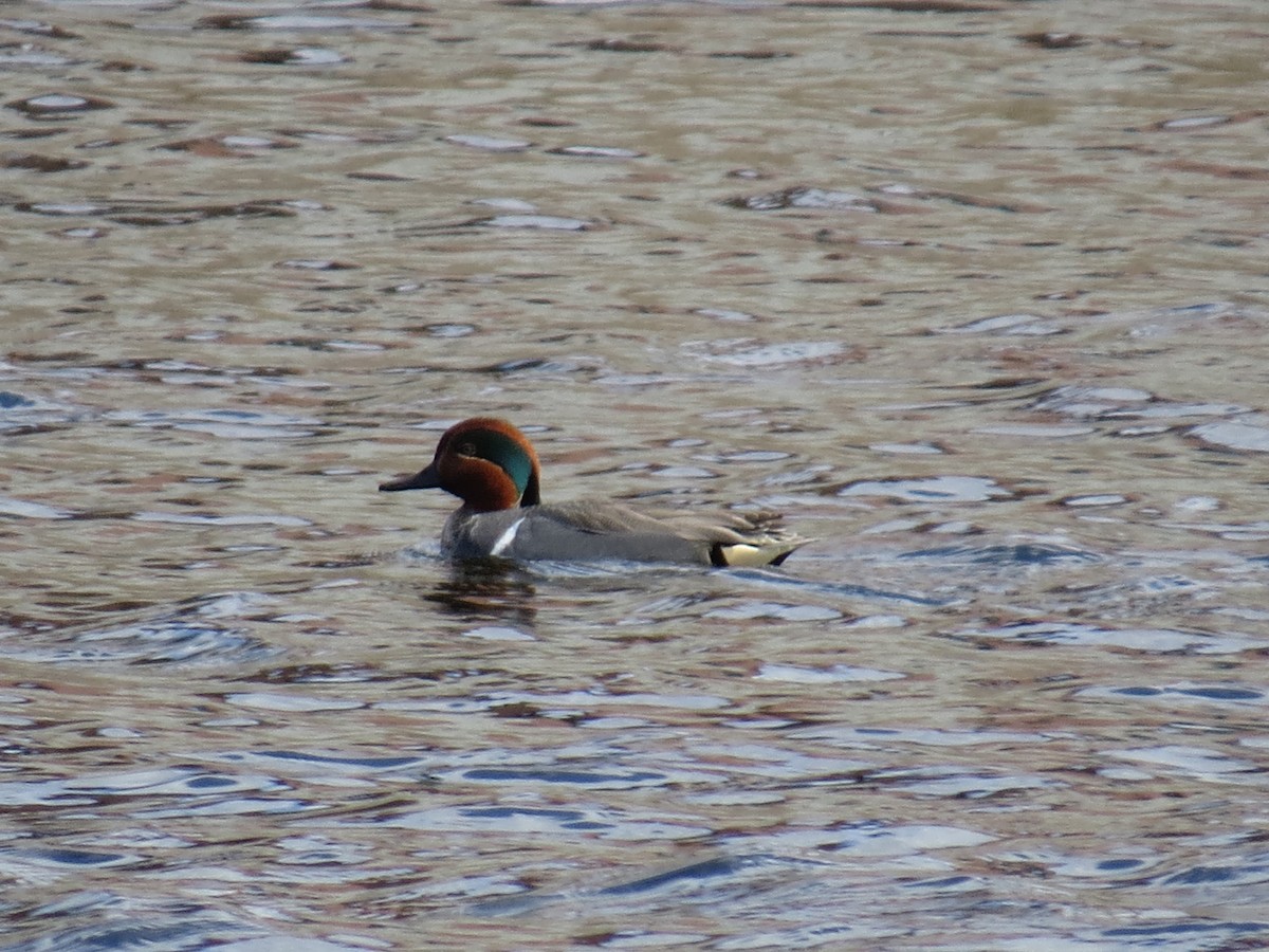 Green-winged Teal - ML95641271
