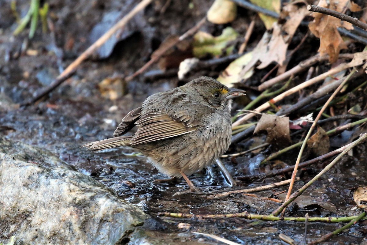 Seaside Sparrow - ML95642121
