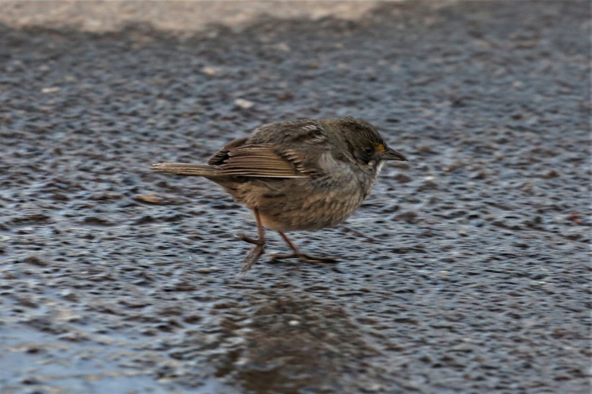 Seaside Sparrow - ML95642151