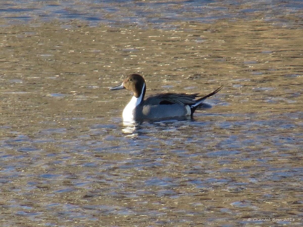 Northern Pintail - ML95642241