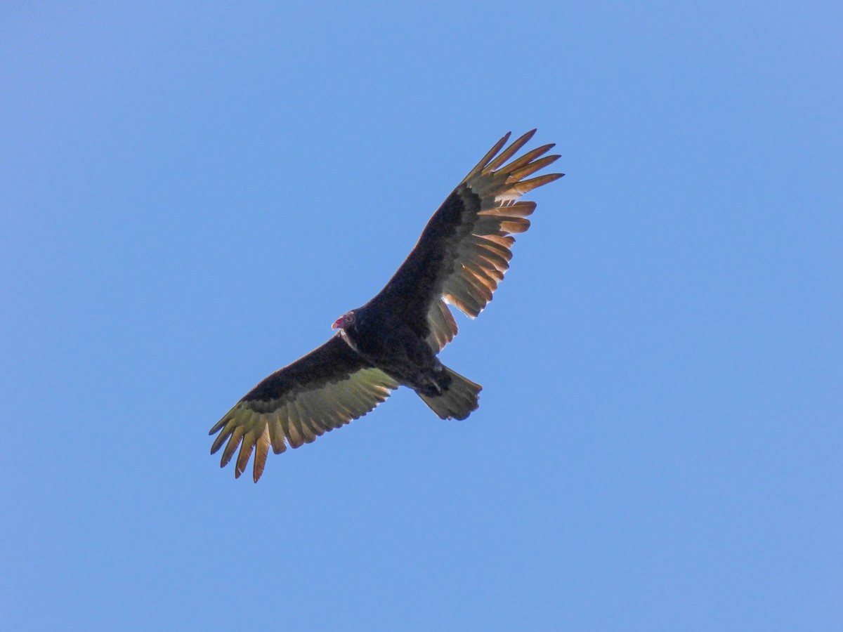 Turkey Vulture - ML95644361