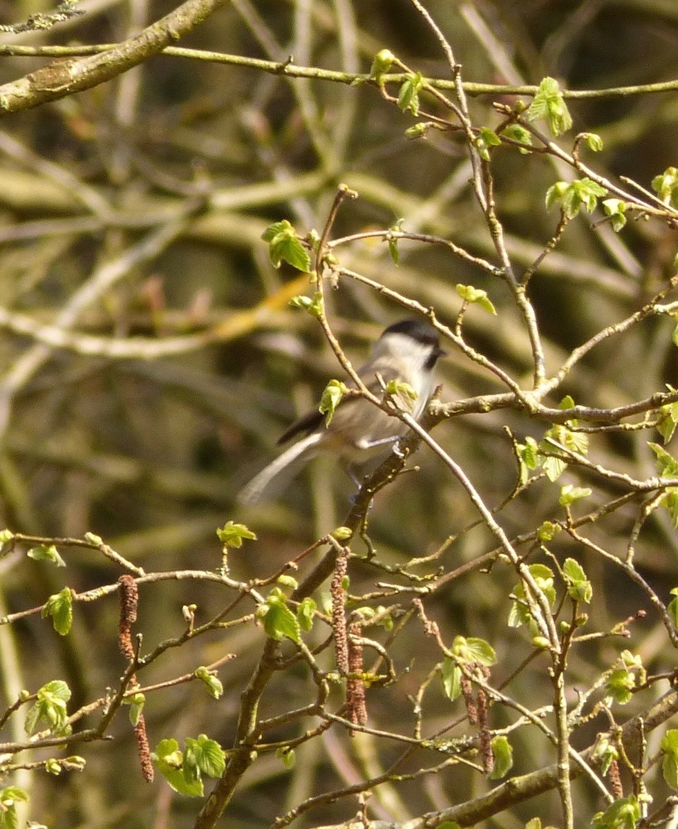 Marsh Tit - ML95646841