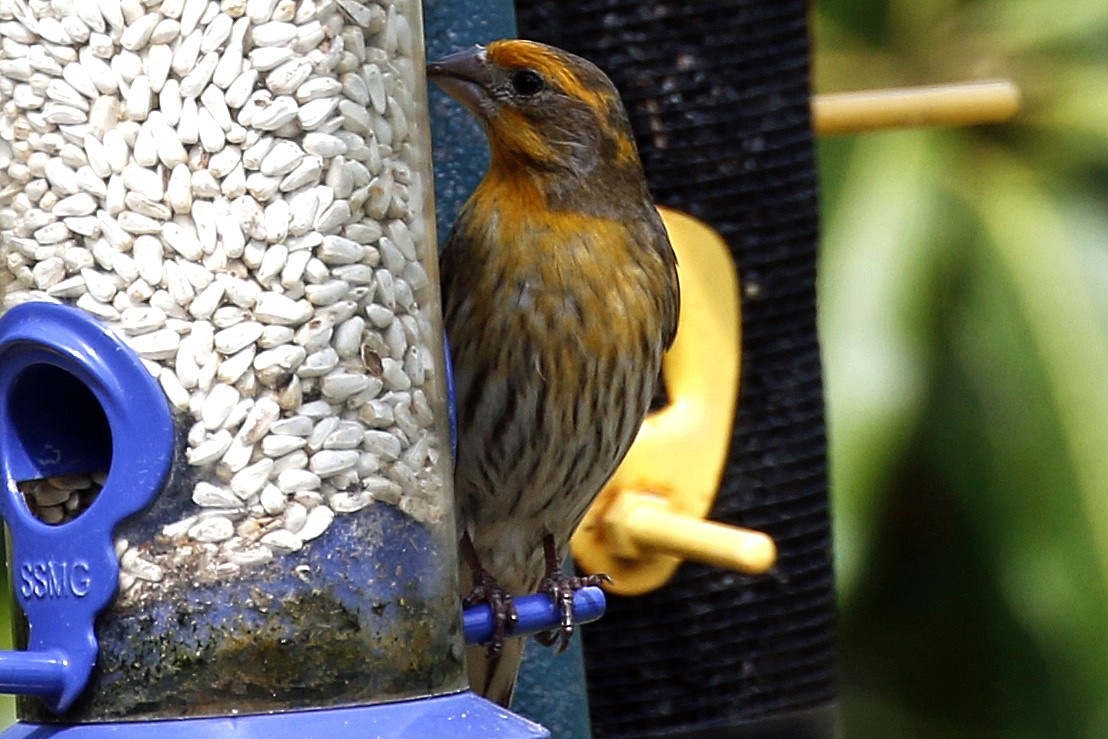 House Finch - ML95646861