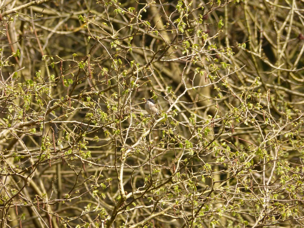 Marsh Tit - ML95647281