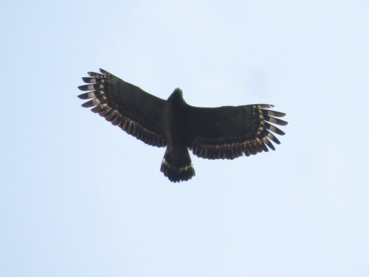 Crested Serpent-Eagle - Donnie Tsui