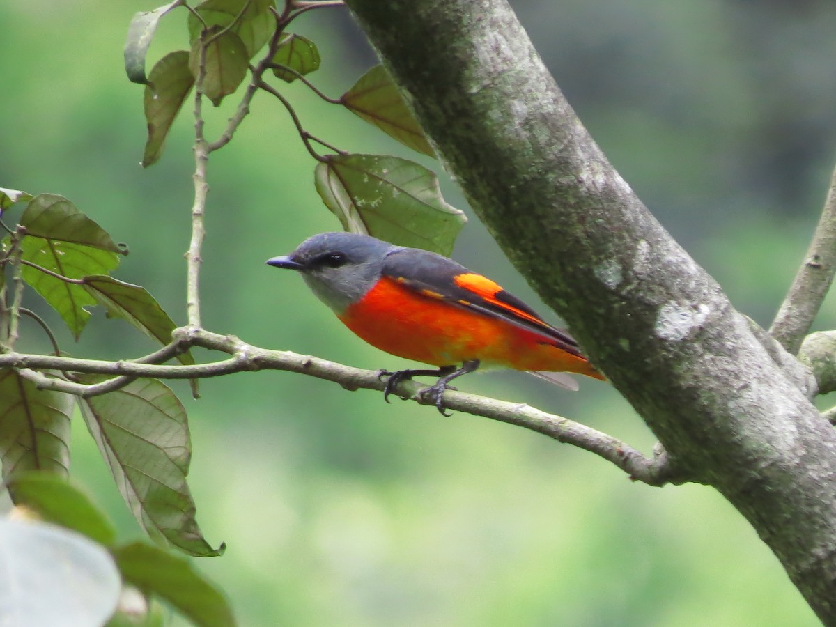 Gray-chinned Minivet - Donnie Tsui