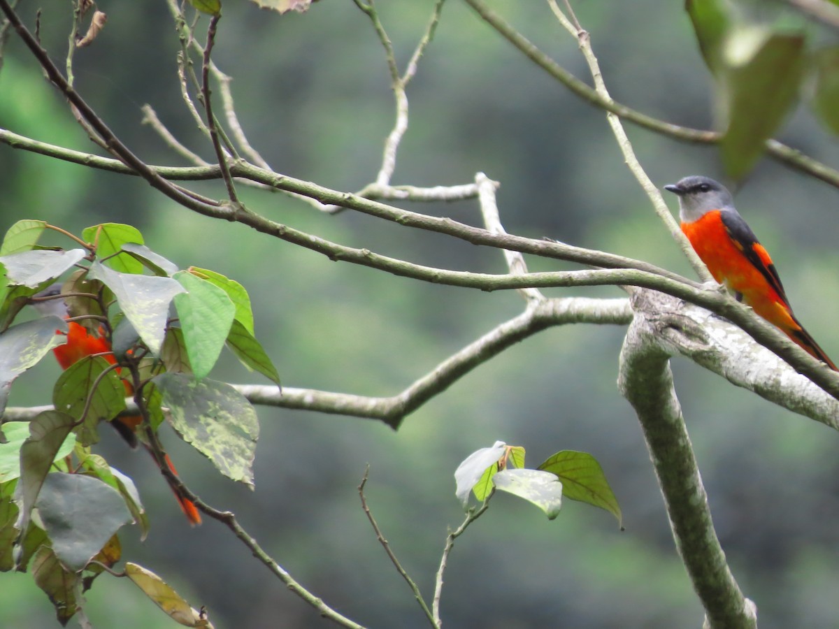 Gray-chinned Minivet - ML95649381