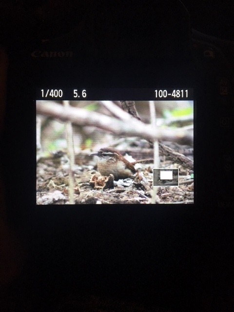 Carolina Wren - ML95649411