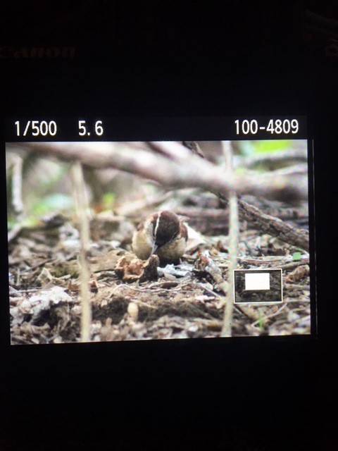 Carolina Wren - ML95649431