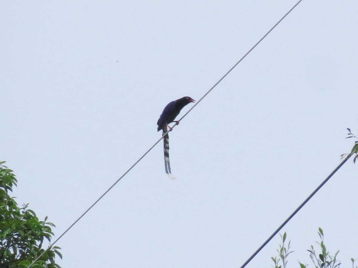 Taiwan Blue-Magpie - ML95649531