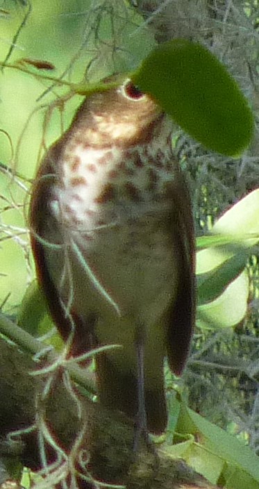 Swainson's Thrush - ML95652721