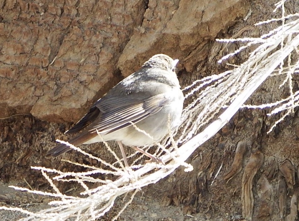 Hermit Thrush - ML95654551