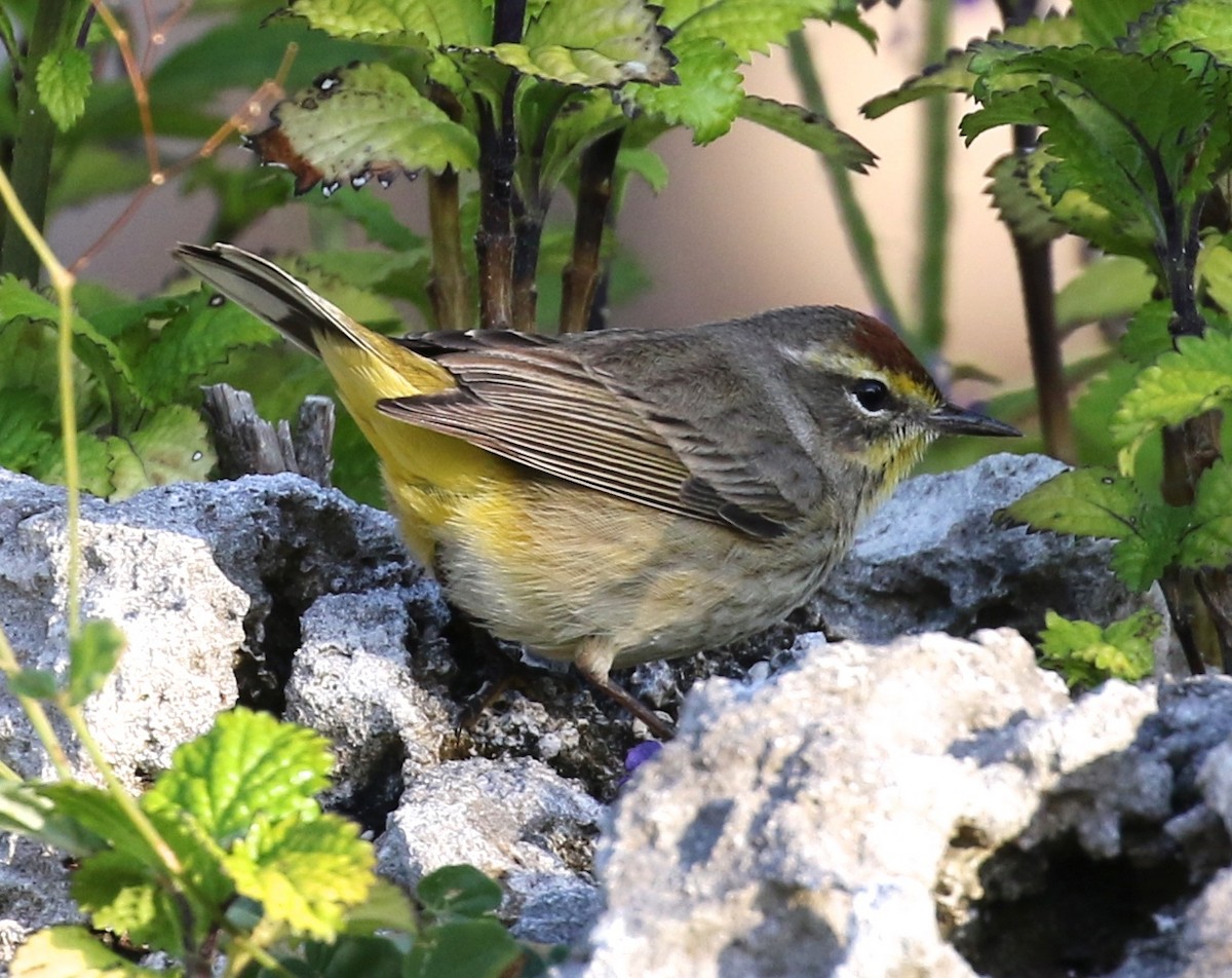 Palm Warbler (Western) - Harold Brewer