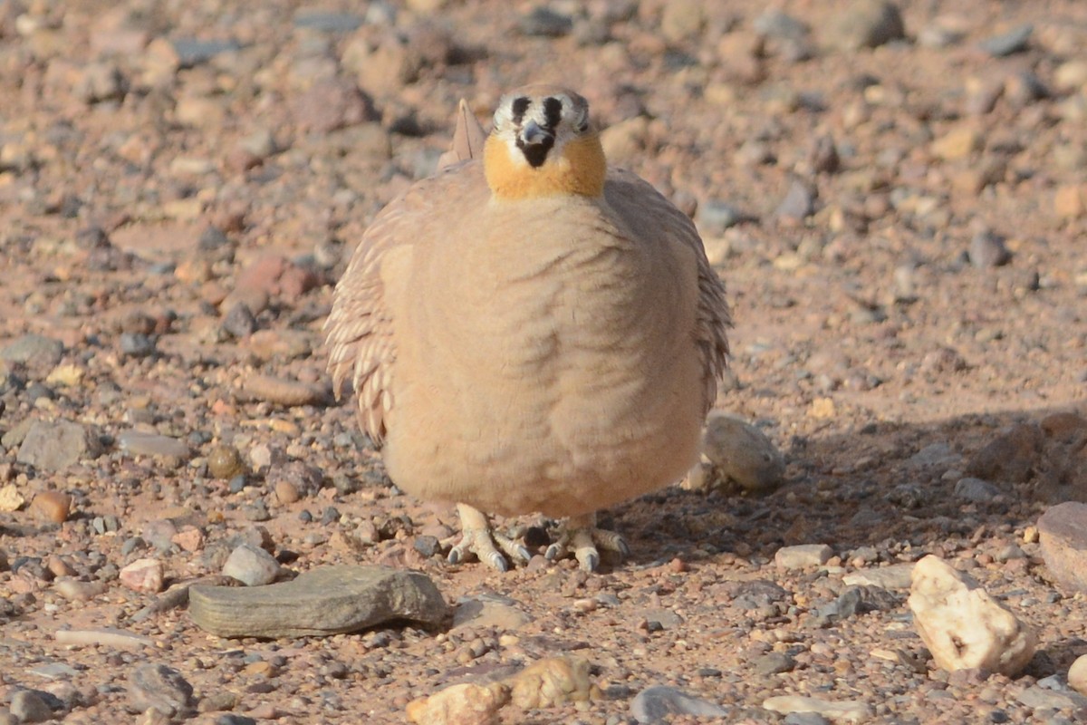 Crowned Sandgrouse - ML95656021