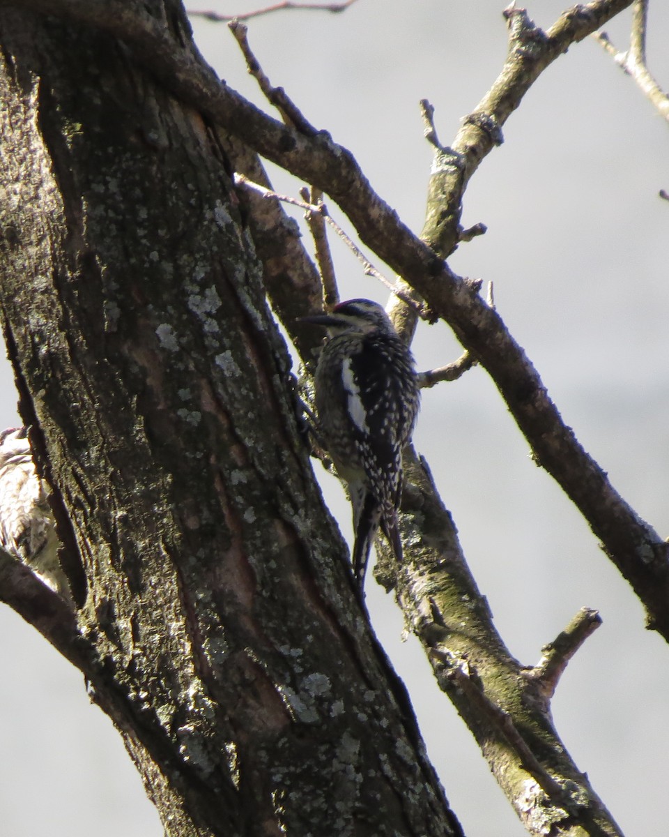 Yellow-bellied Sapsucker - ML95656171