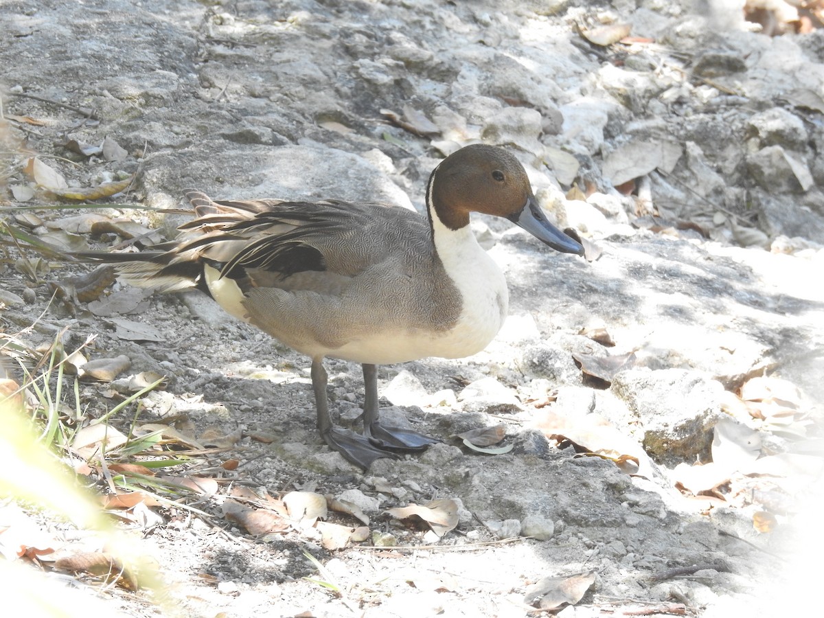 Northern Pintail - ML95659381