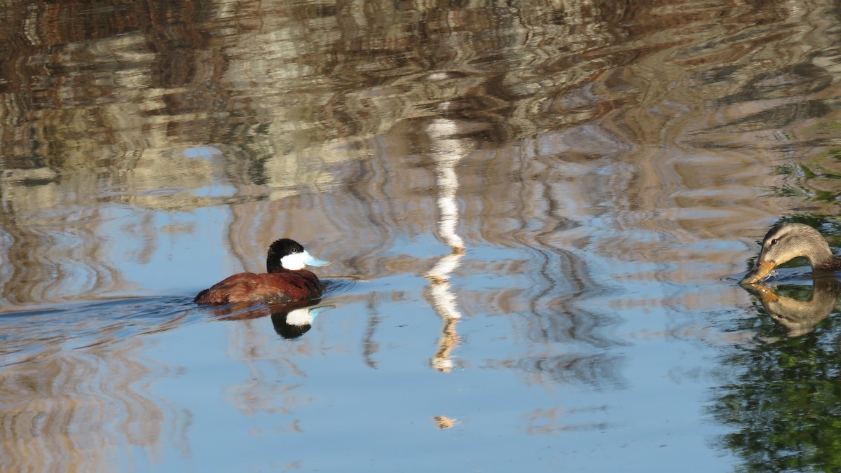 Ruddy Duck - Mike Shafto