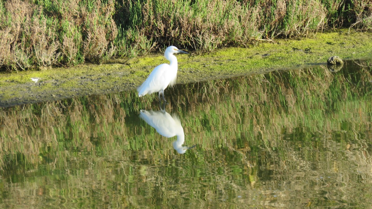 Snowy Egret - Mike Shafto