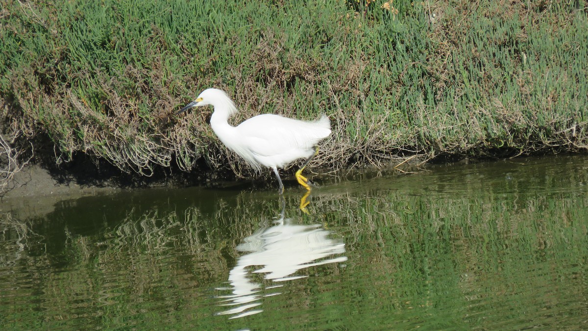 Snowy Egret - ML95661761