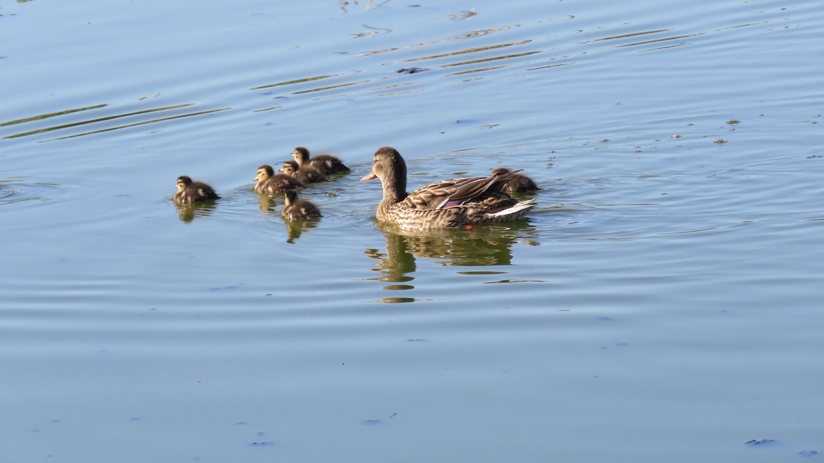 Mallard - Mike Shafto