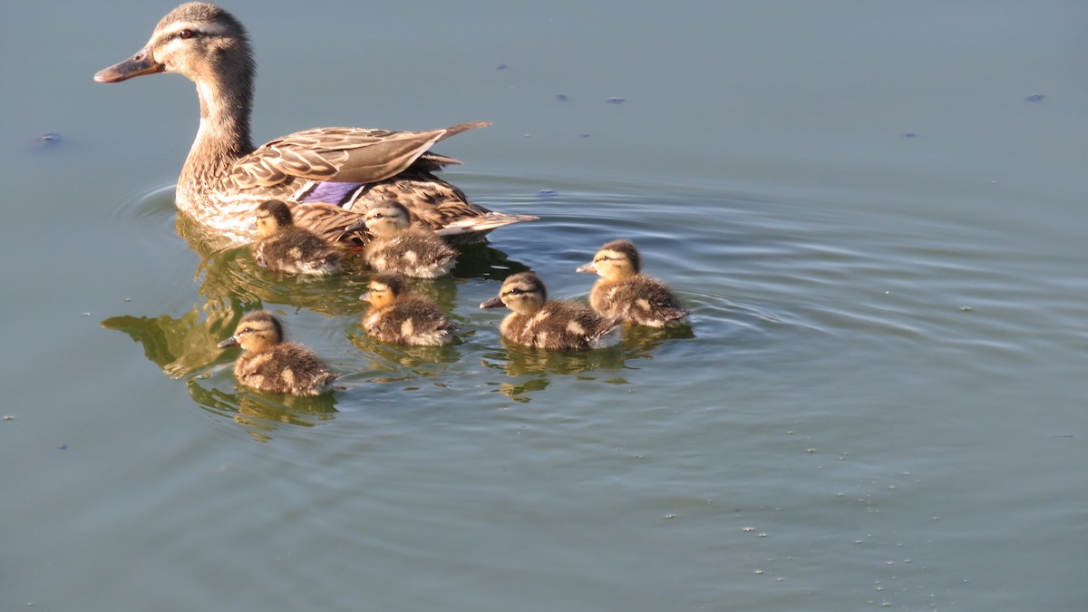 Mallard - Mike Shafto