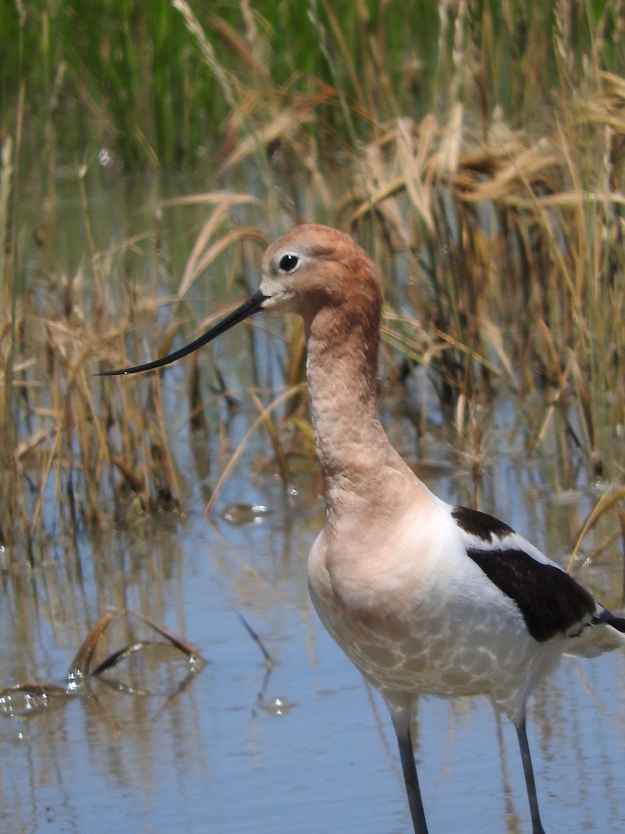 Avoceta Americana - ML95662941