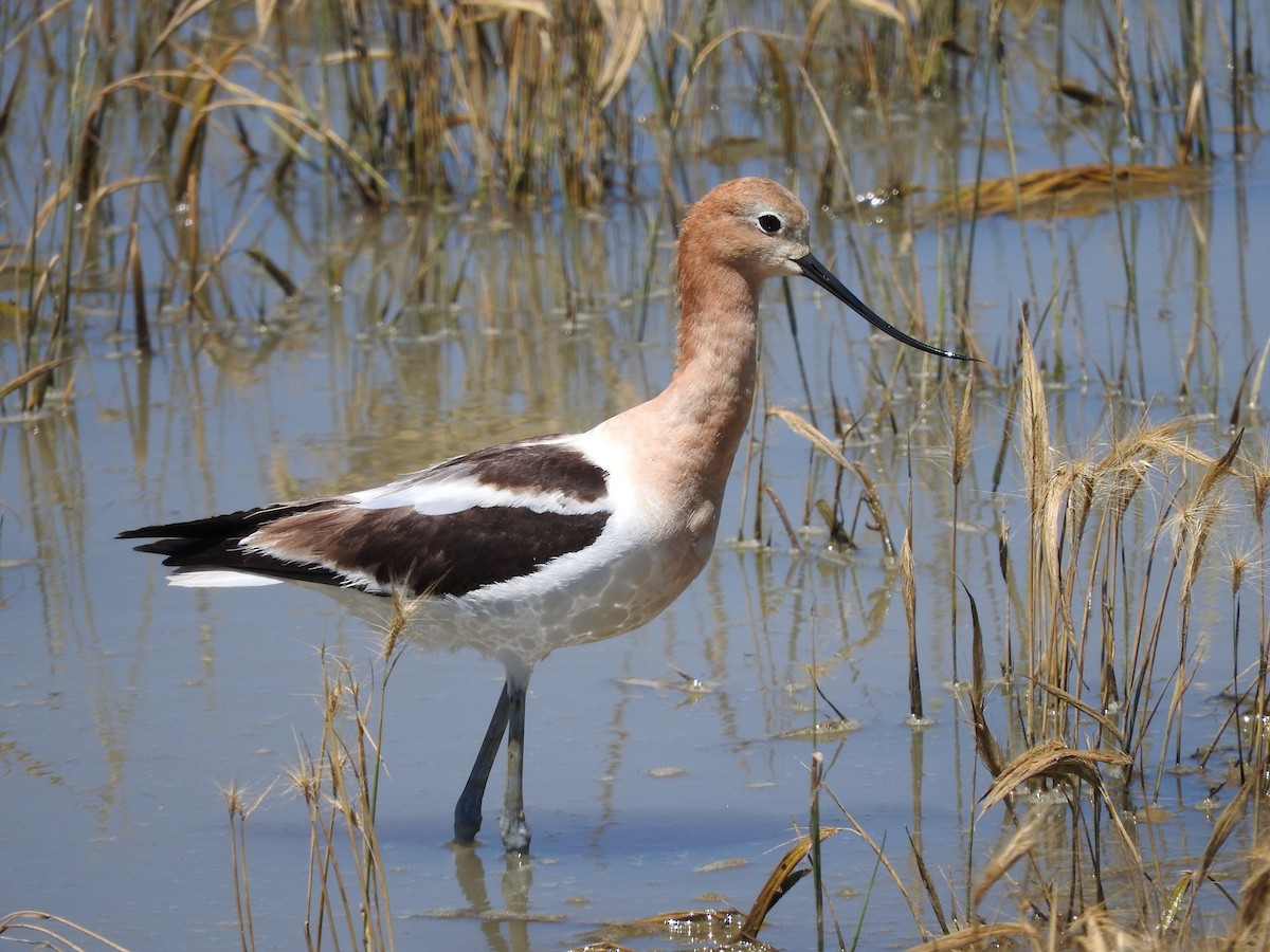 Avoceta Americana - ML95662991