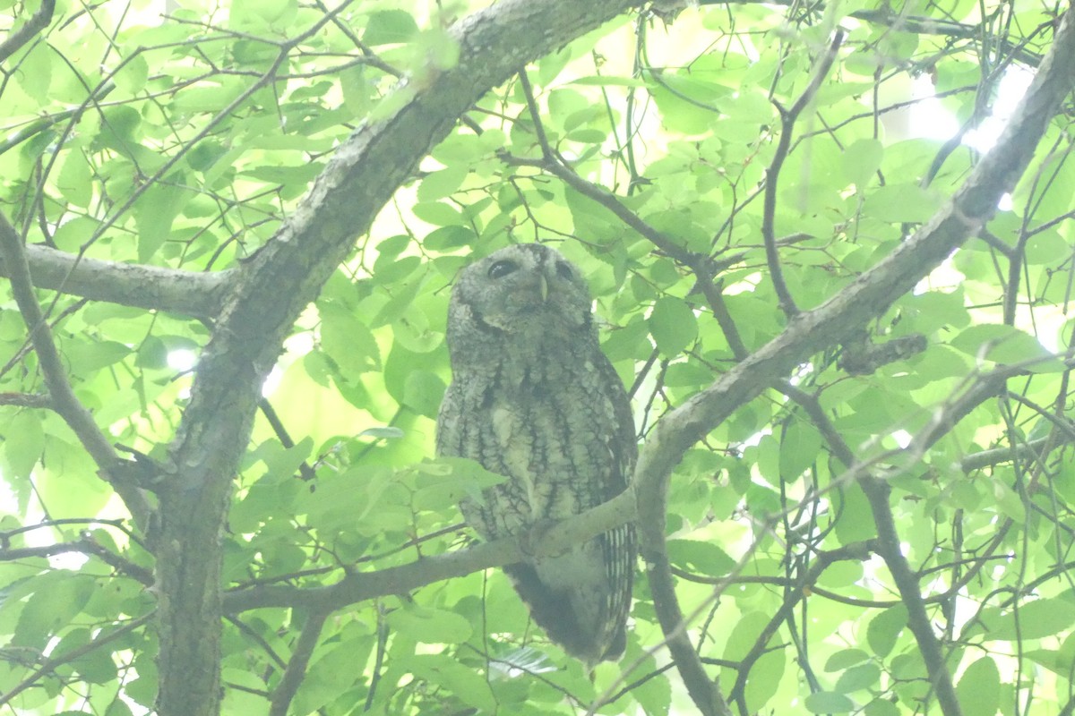 Eastern Screech-Owl - ML95663201