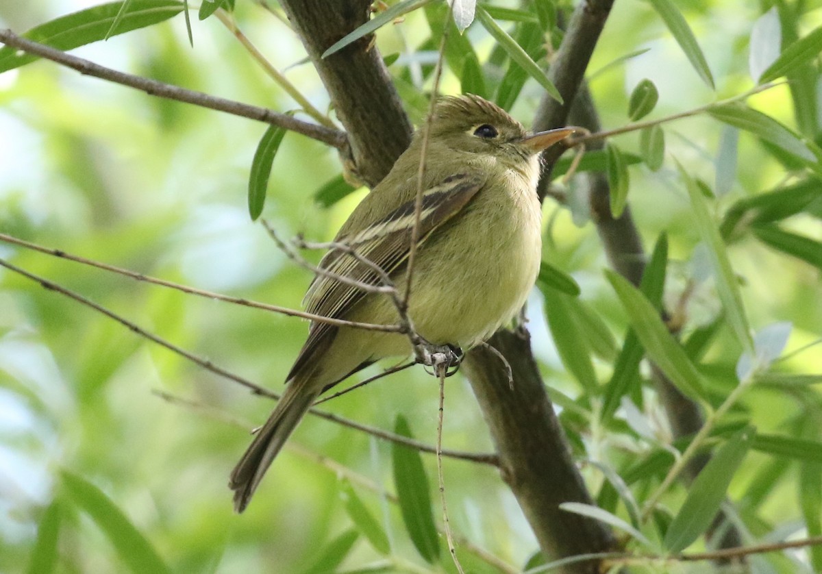 Western Flycatcher (Pacific-slope) - ML95663321