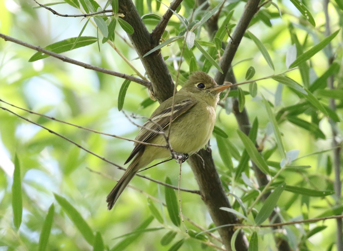 Western Flycatcher (Pacific-slope) - Victor Stoll