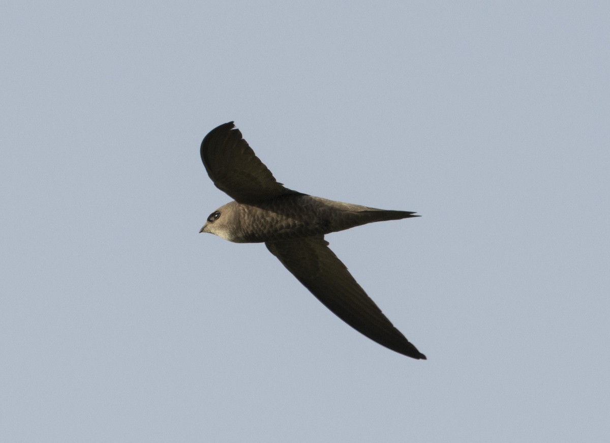 Pallid Swift - Huw Roberts