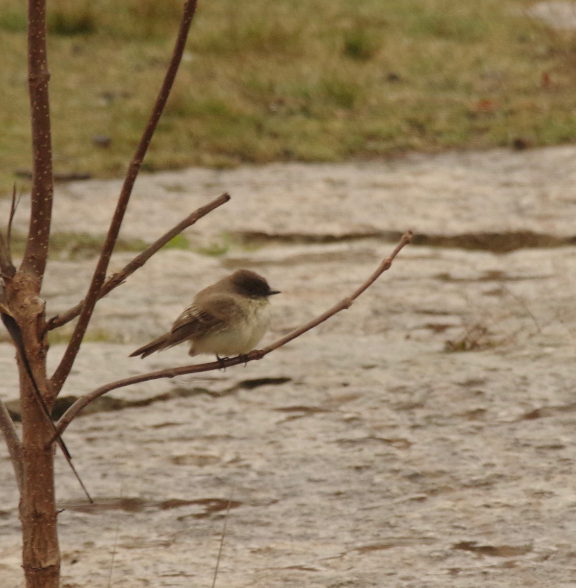 Eastern Phoebe - ML95665401