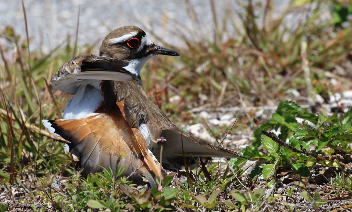 Killdeer - Harold Brewer