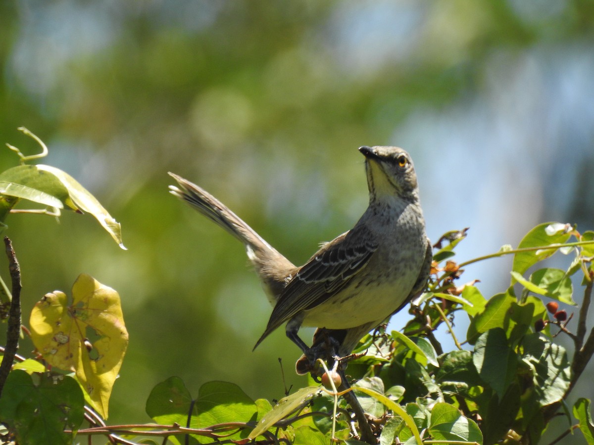 Bahama Mockingbird - ML95666151