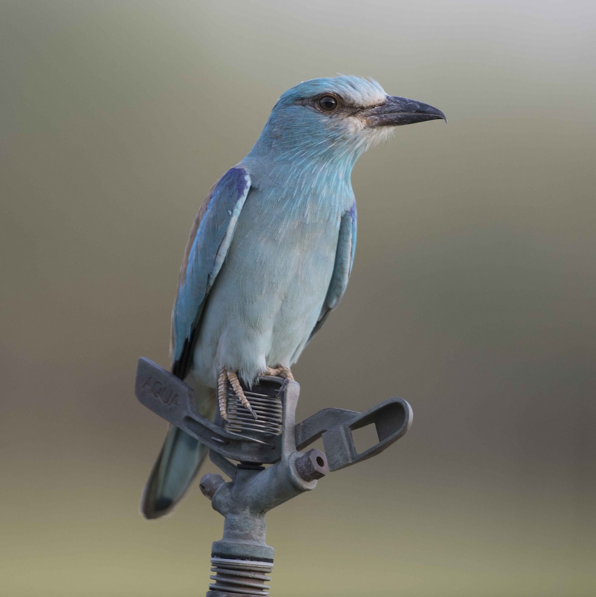 European Roller - Huw Roberts