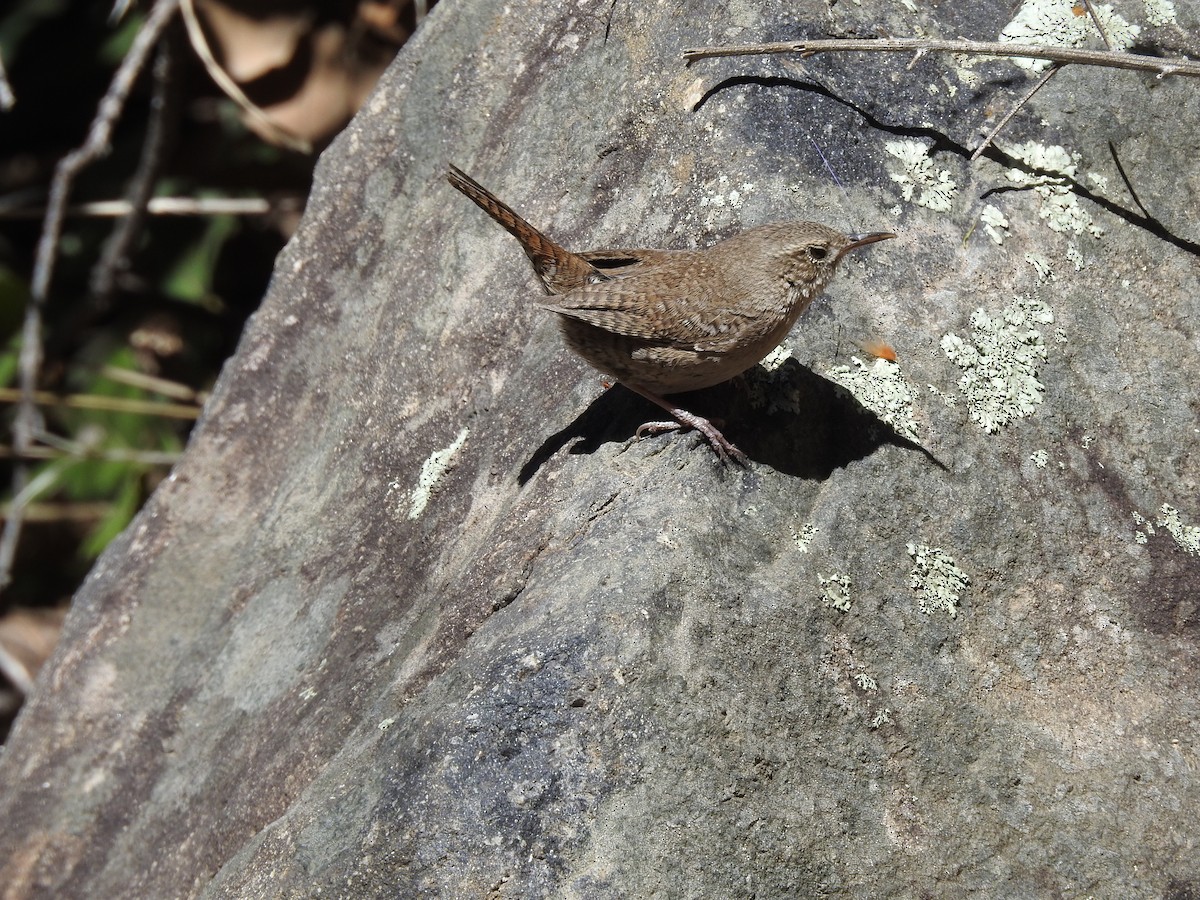 House Wren - ML95667941