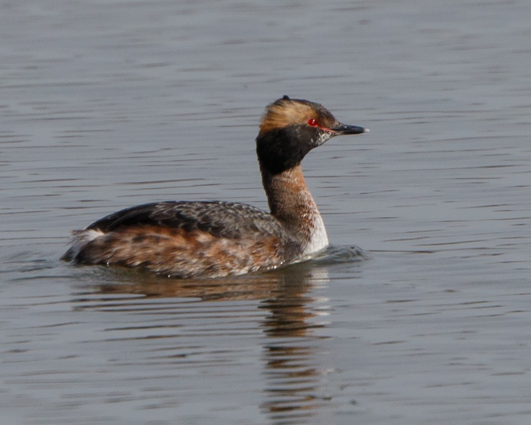 Horned Grebe - ML95667991